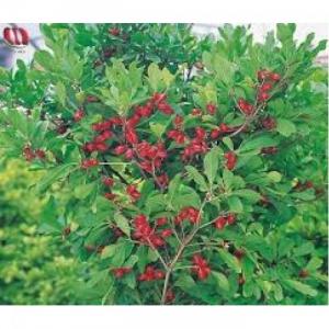 Cây giống thần kỳ, giống cây thần kỳ, thần kỳ cây giống, số lượng lớn