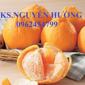 Cung cấp giống cây quýt chum, giống cây quýt hồng, chuẩn giống, giao hàng toàn quốc
