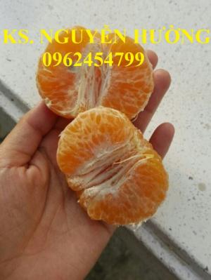 Cung cấp giống cây quýt chum, giống cây quýt hồng, chuẩn giống, giao hàng toàn quốc