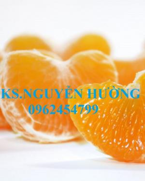 Cung cấp giống cây quýt chum, giống cây quýt hồng, chuẩn giống, giao hàng toàn quốc