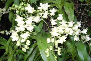 Hoa lan quế lan hương quảng ngãi