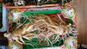 Nhân sâm tươi Hàn Quốc 2 củ/Kg