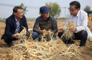 Nhân sâm tươi Hàn Quốc 4 củ/Kg