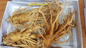 Nhân sâm tươi Hàn Quốc 5 củ/kg