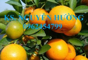 Cung cấp giống cây quất, cây quất cảnh, cây quất chua, quất Tết, giao hàng toàn quốc