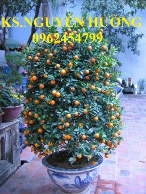 Cung cấp giống cây quất, cây quất cảnh, cây quất chua, quất Tết, giao hàng toàn quốc