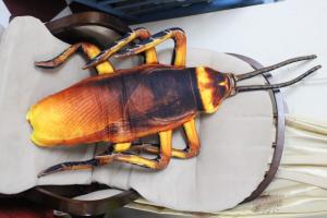 Gối 3D Con Gián 2