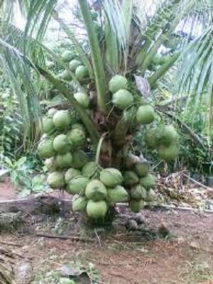 Cây giống dừa xiêm xanh lùn, dừa xiêm lùn, cây dừa xiêm, giống cây dừa xiêm.