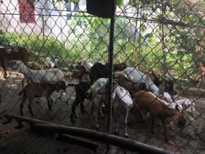 Dê Giống Dê Thịt