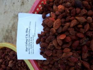 Hột đào giống
