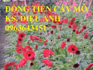Chuyên cây giống đồng tiền cấy mô, giống đồng tiền lùn, giống đồng tiền cao,giống đồng tiền siêu hoa