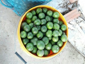 Cần bán chanh nhà vườn số lượng lớn