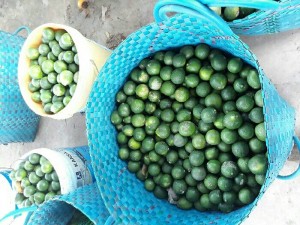 Cần bán chanh nhà vườn số lượng lớn