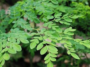 Trà chùm ngây túi lọc