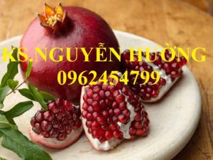 Cung cấp giống cây lựu lùn cao sản, lựu lùn quả đỏ, lựu lùn đỏ Thái, lựu lùn đỏ Ấn Độ