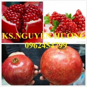 Cung cấp giống cây lựu lùn cao sản, lựu lùn quả đỏ, lựu lùn đỏ Thái, lựu lùn đỏ Ấn Độ