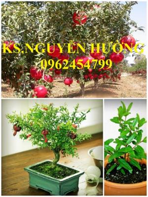 Cung cấp giống cây lựu lùn cao sản, lựu lùn quả đỏ, lựu lùn đỏ Thái, lựu lùn đỏ Ấn Độ