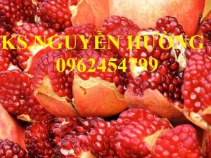 Cung cấp giống cây lựu lùn cao sản, lựu lùn quả đỏ, lựu lùn đỏ Thái, lựu lùn đỏ Ấn Độ