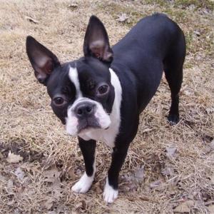 Boston terrier đực 1.5 tuổi