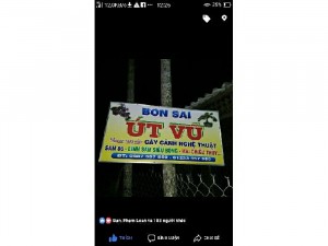 Mai Lá Trung Nguyên Liệu