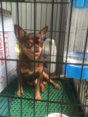 Chó Chihuahua nhận phối giống