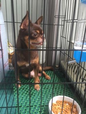 Chó Chihuahua nhận phối giống