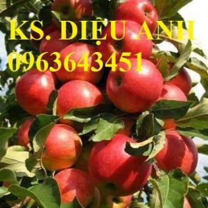 Cây giống nhập mới lạ: táo tây ruột đỏ, na bở Đài Loan, mãng cầu Đài Loan, mít trái dài Đài Loan S1