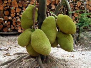 cây giống mít thái siêu sớm