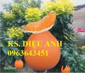 Cây nhập khẩu mới lạ: sầu riêng ruột đỏ, hạt lép, lựu lùn Ấn Độ, lựu đỏ Ai cập, bưởi đỏ Phúc Kiến