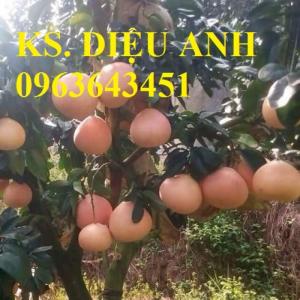 Cây nhập khẩu mới lạ: sầu riêng ruột đỏ, hạt lép, lựu lùn Ấn Độ, lựu đỏ Ai cập, bưởi đỏ Phúc Kiến