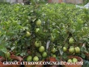 Kỹ thuật trồng và chăm sóc cây ổi Đài Loan đơn giản, năng suất lh 0968067905