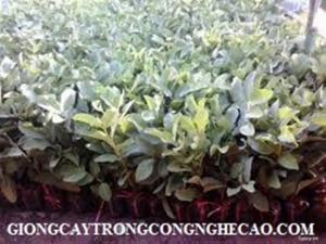 Kỹ thuật trồng và chăm sóc cây ổi Đài Loan đơn giản, năng suất lh 0968067905