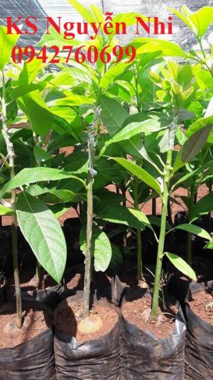 Chuyên cung cấp giống bơ sáp