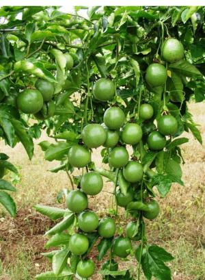 Cung cấp giống chanh dây- chanh leo
