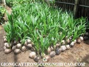 Cây giống dừa xiêm xanh lùn, dễ trồng 0968067905