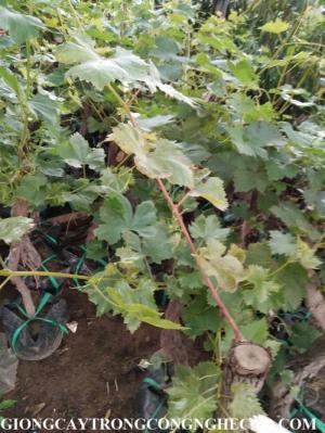 Cung Cấp Giống Cây Nho Pháp, Giống Cây Ăn Quả Chuẩn Giống, Cam Kết Chất Lượng