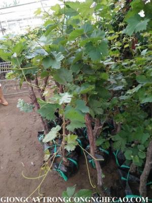 Cung Cấp Giống Cây Nho Pháp, Giống Cây Ăn Quả Chuẩn Giống, Cam Kết Chất Lượng
