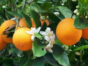 Kỹ thuật trồng cam Vinh, Giống cây cam Vinh, cam kết chuẩn giống, uy tín, chất lượng