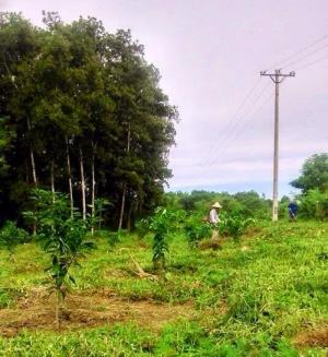 Kỹ thuật trồng cam Vinh, Giống cây cam Vinh, cam kết chuẩn giống, uy tín, chất lượng