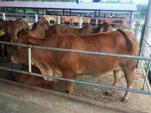 Cung cấp các chủng loại Bò giống