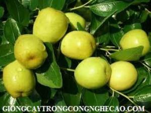 Cây giống táo chua Gia Lộc, địa điểm mua bán giống cây trồng uy tín 0968067905