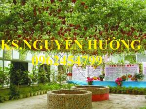 Chuyên Cung cấp Cây giống cà chua, hạt giống cà chua leo giàn, cà chua bạch tuộc, giao hàng toàn quốc