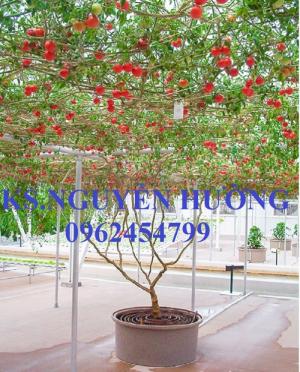 Chuyên Cung cấp Cây giống cà chua, hạt giống cà chua leo giàn, cà chua bạch tuộc, giao hàng toàn quốc
