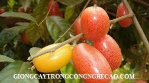 Cây nhót ngọt giống, trung tâm cung cấp giống cây trồng công nghệ cao lh 0968067905