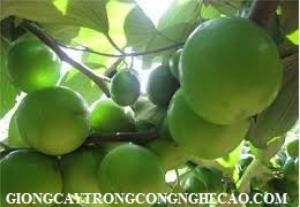Chuyên cung cấp giống táo ngọt H12, cung cấp các giống táo giá rẻ, chất lượng lh 0968067905