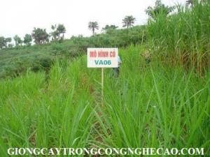 Chuyên cung cấp giống cỏ VA06