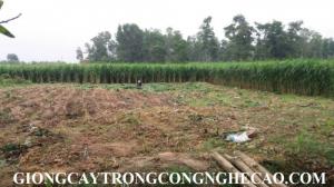 Chuyên cung cấp giống cỏ VA06