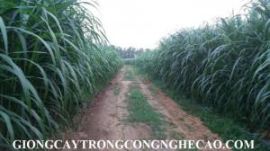 Chuyên cung cấp giống cỏ VA06