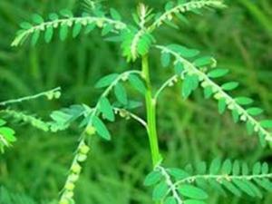 Cung cấp giống cây diệp hạ châu - chuyên cung cấp giống cây dược liệu trên toàn quốc 0968067905