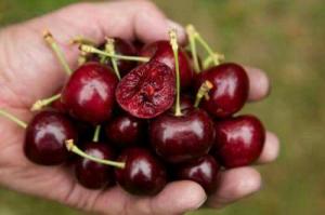 Cung cấp giống cây cherry Brazil, giống cây cherry Anh Đào 0968067905
